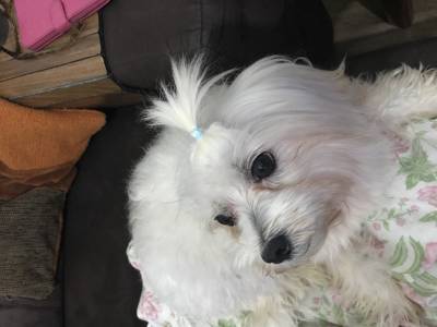ENCONTRADO - Procura-se Toby