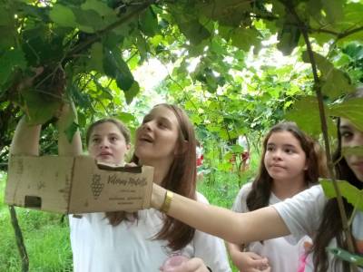 Alunos da Colônia de Férias de Içara conhecem vinícola