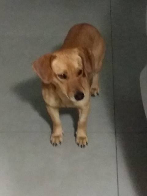 Animal para doação - Mel