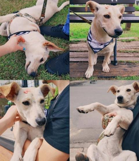 Animal para doação - Senhorita 