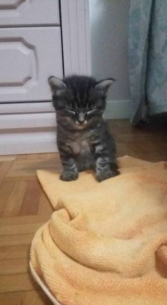 Animal para doação - Gatinhos Para Adoção!!