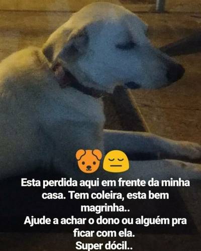 Procura-se