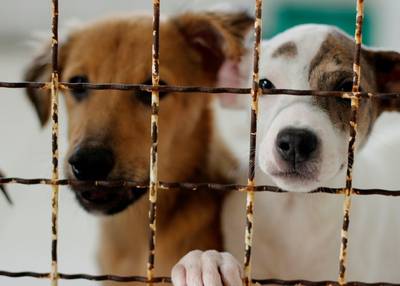 Núcleo de Bem-Estar Animal já soma 500 castrações