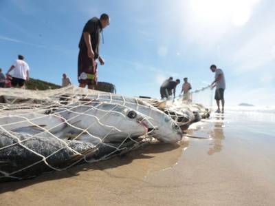 Temporada rende 70 toneladas de tainha e pescadores retomam luta por local de armazenamento