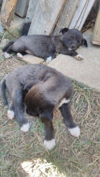 Procura-se Cachorrinhas Para Adoção