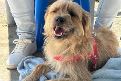Nova Veneza recebe mutirão de castração de cães e gatos