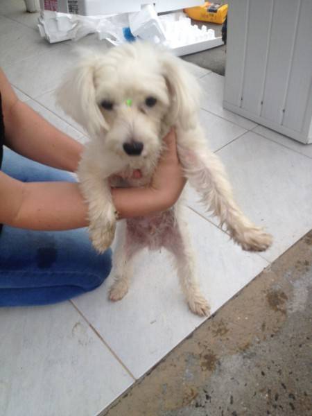 Animal encontrado no bairro São Luiz
