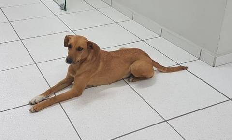 Animal encontrado no bairro Universitário
