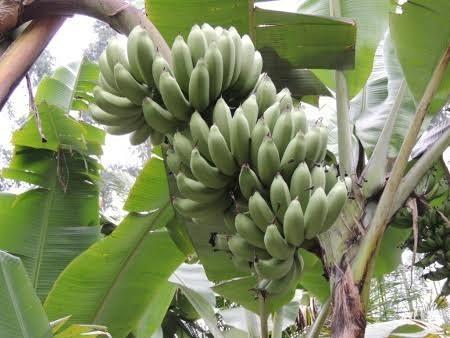 Bananicultura: A dura concorrência do céu e do Sudeste