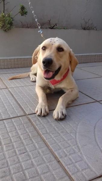 Animal para doação - Miranda