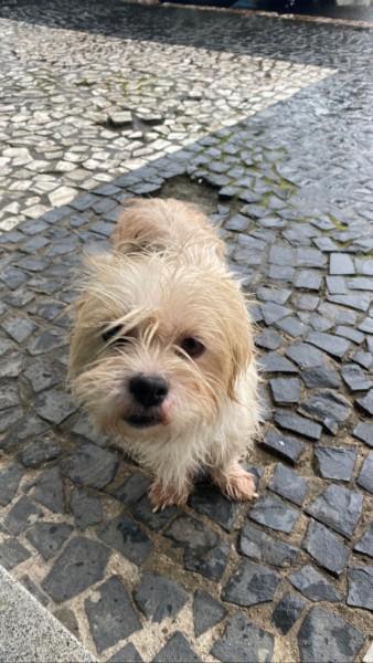 Animal encontrado no bairro Rio Maina