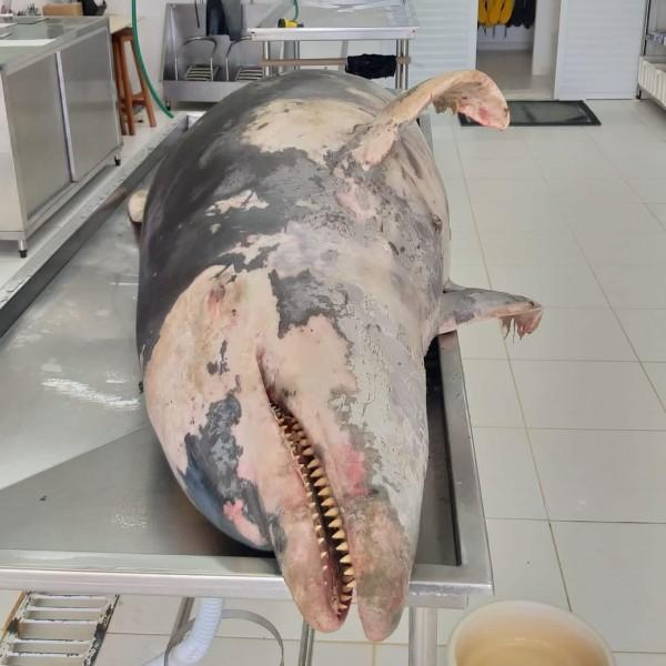 Boto é encontrado morto em Laguna; animal estava encalhado na praia do Mar Grosso