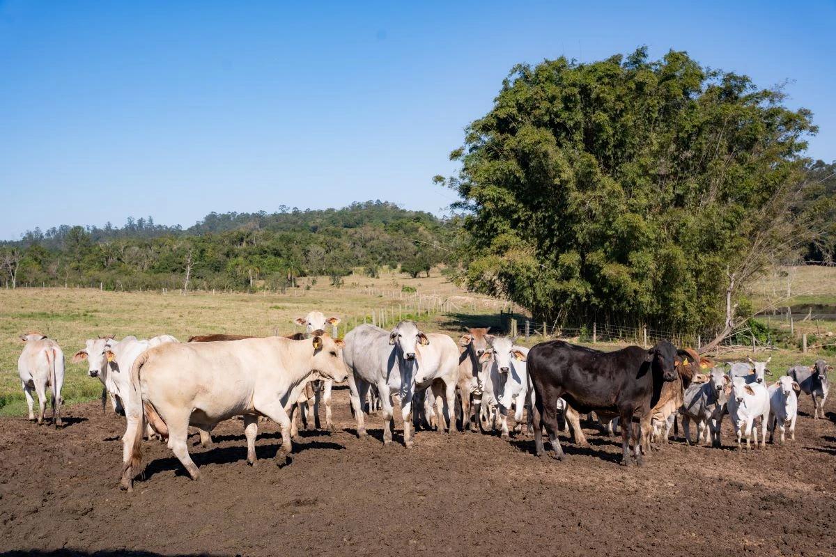 Agricultura fumacense inicia cadastro de produtores de gado para distribuição gratuita de vacinas