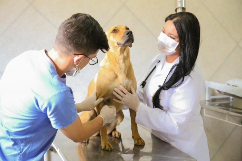 Agendamento para castração estará suspenso durante o mês de agosto em Içara