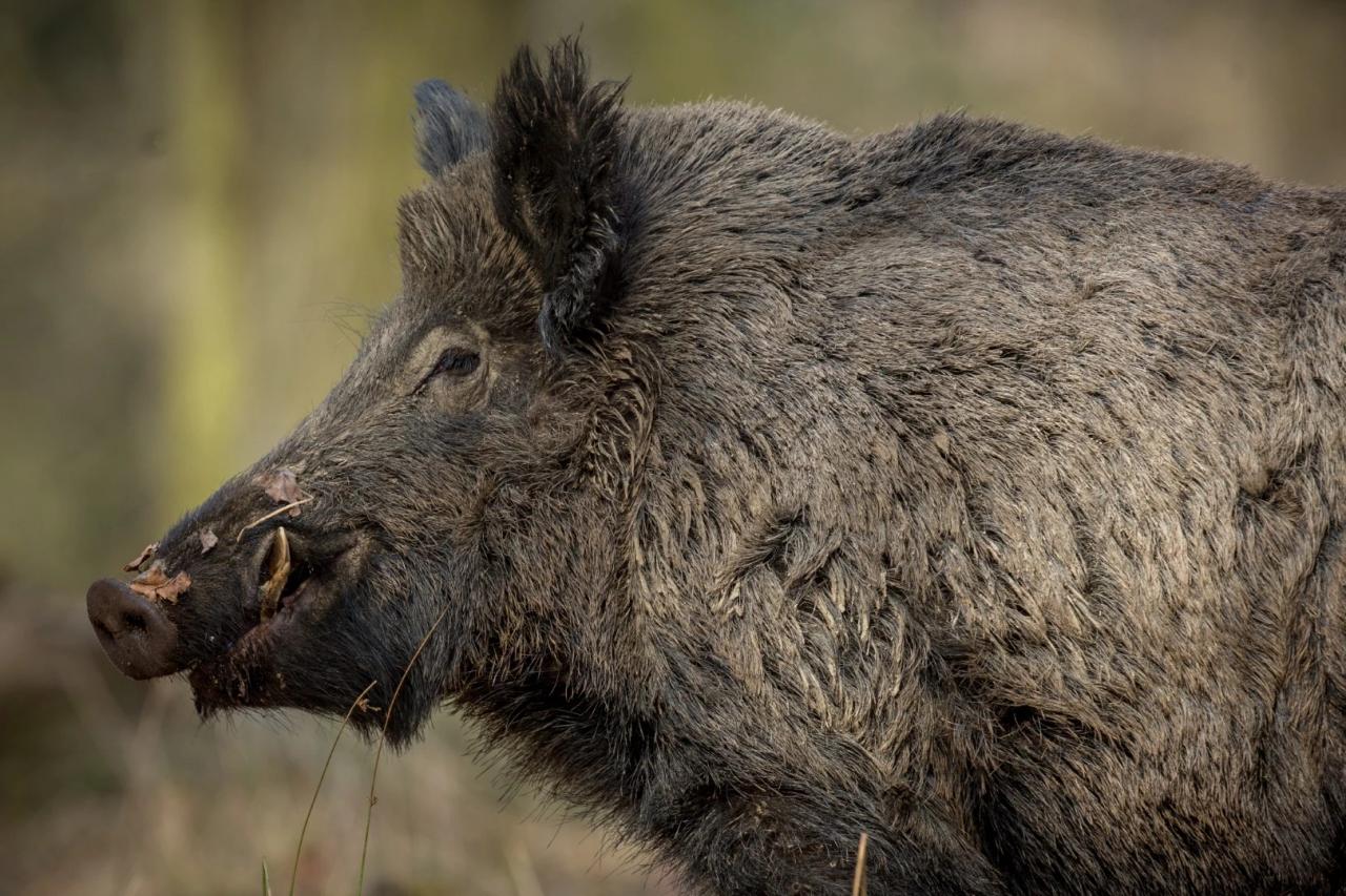 Caçadores de javali-europeu podem ganhar R$ 100 por animal abatido em SC