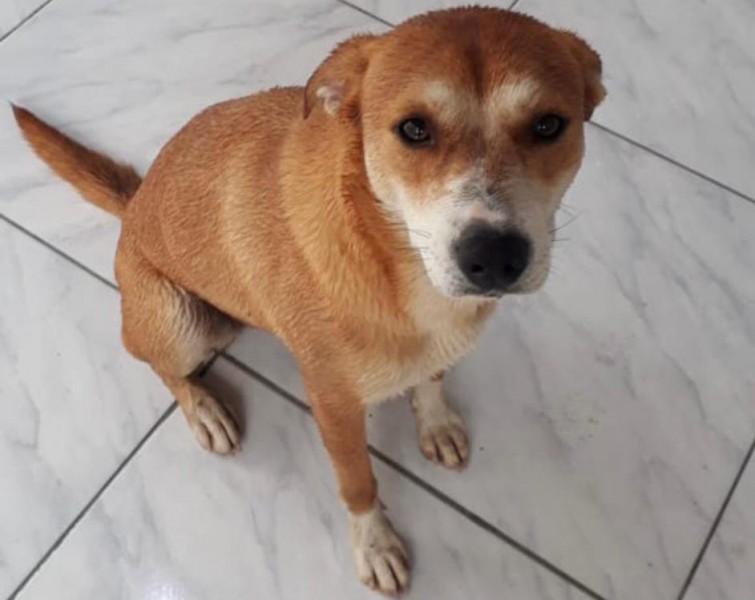 Procura-se a cachorra Meleca