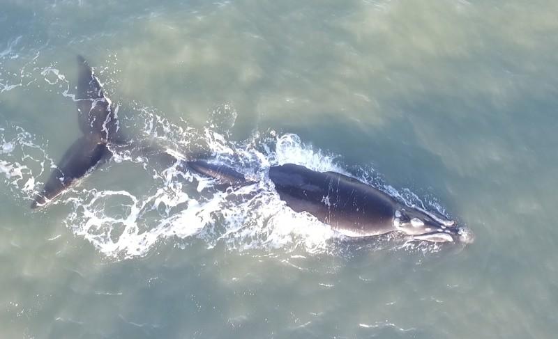 Primeiras baleias-francas são avistadas no Litoral de Santa Catarina 