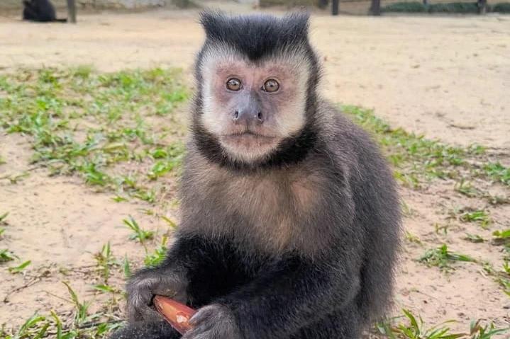 Macaco agredido em Maracajá: vídeo foi gravado em julho e dupla investigada se apresenta à polícia