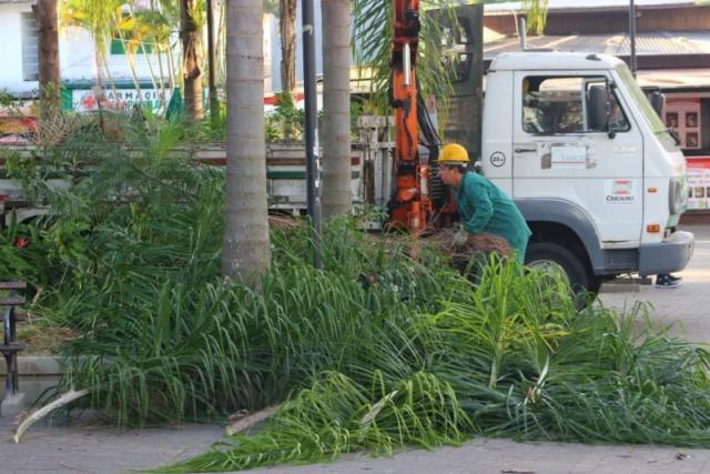Árvores em calçadas ou com risco de queda? Saiba quando e como solicitar manutenção em Criciúma
