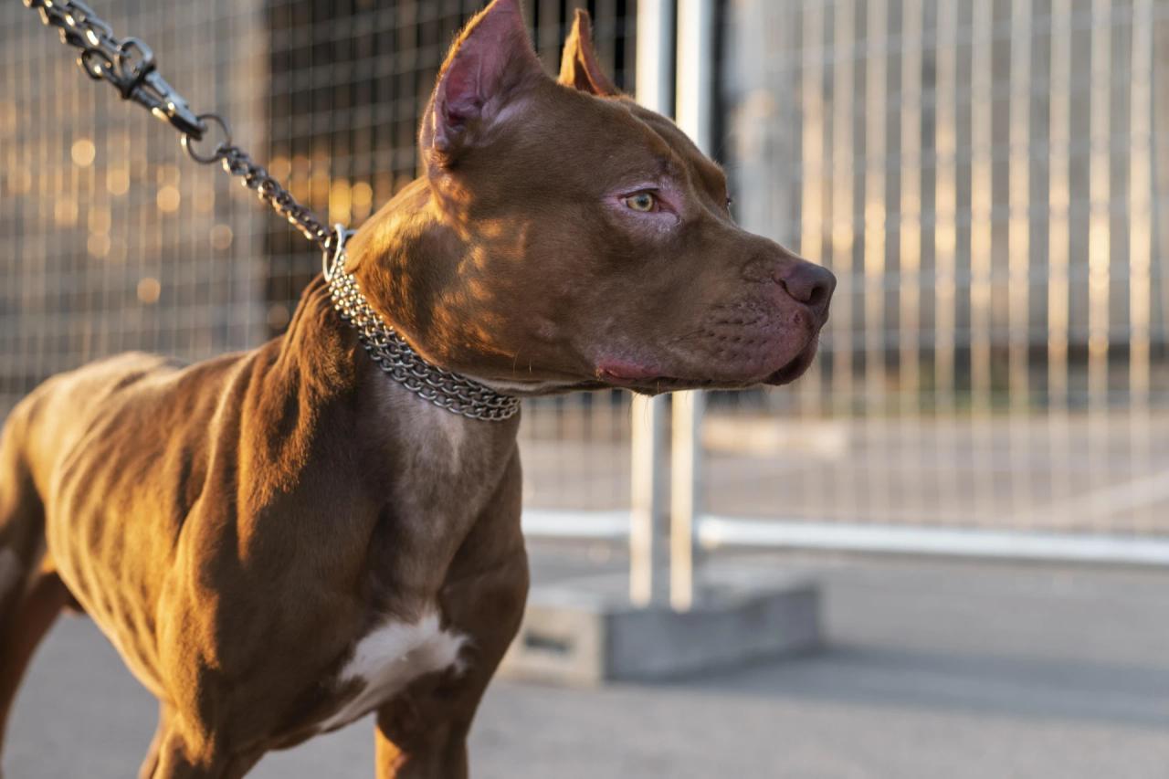 Mulher é mordida e arrastada por pit bull de vizinho na rua