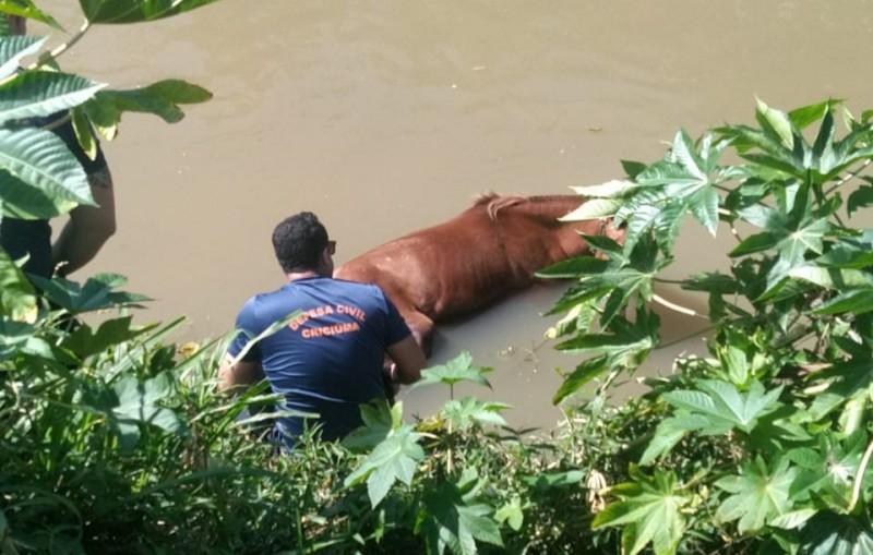 Defesa Civil de Criciúma resgata cavalo que caiu em rio no bairro Pinheirinho 