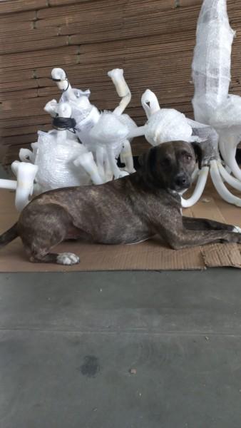 Animal encontrado no bairro Santo Antônio 