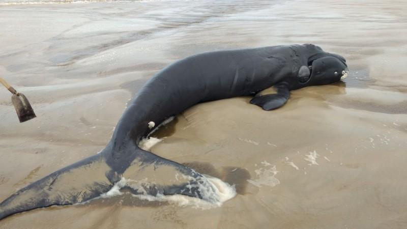 Filhote de baleia-franca é encontrado morto no Rincão