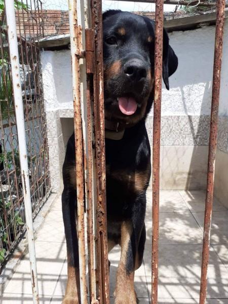 Cachorra desaparecida em Criciúma - encontrada 