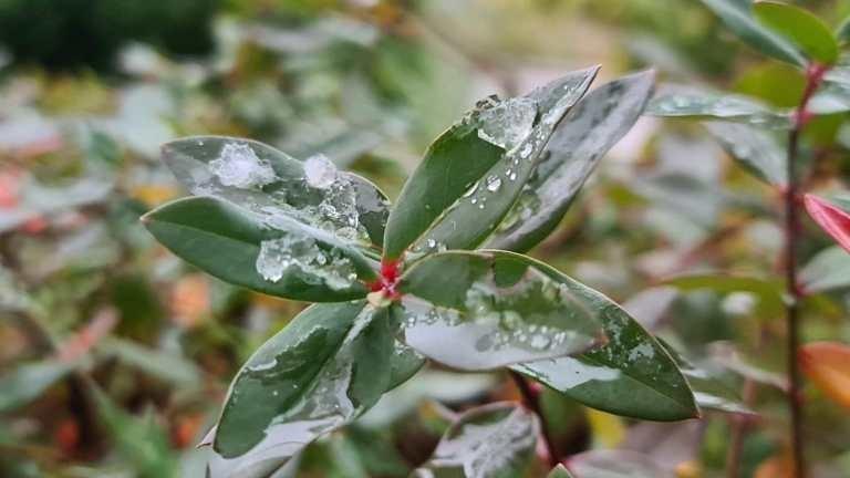 Serra catarinense tem primeiros registros de chuva congelada e neve