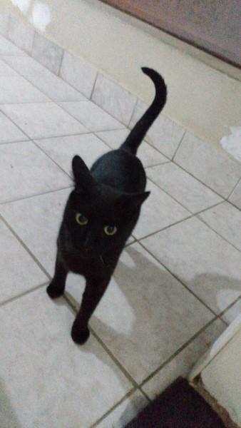Animal para doação - Mavis