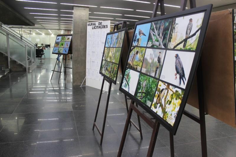 Prefeitura de Criciúma recebe exposição ‘Aves do Sul de Santa Catarina’