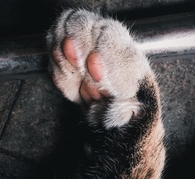 Cães submetidos a supostos maus-tratos em Jaguaruna serão retirados de canil