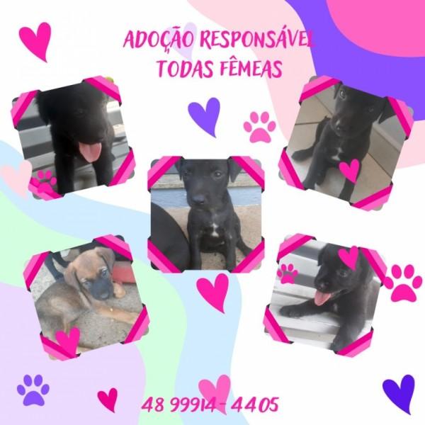 Animal para doação - Cachorrinhas