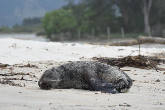 Vídeo: lobo-marinho é atacado por cães após ser encontrado em praia de Garopaba