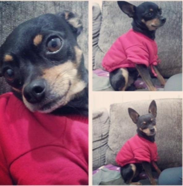 Procura-se Fred