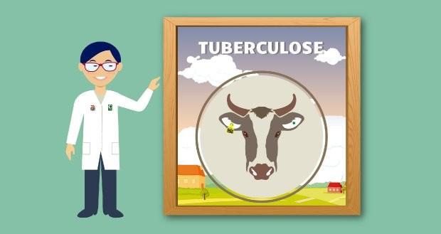 Cidasc orienta sobre tuberculose em rebanhos