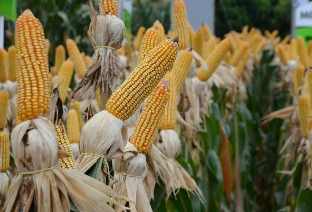 Epagri divulga riscos da estiagem para a agricultura catarinense