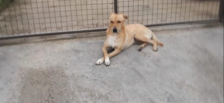 Animal encontrado no bairro Santa Bárbara