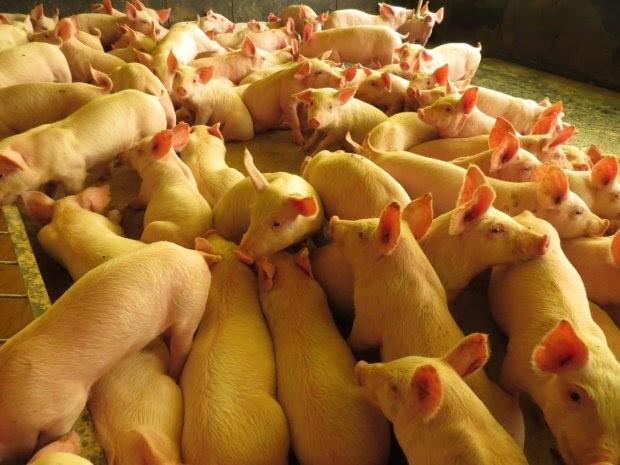 Publicações da Epagri mostram resultados do agronegócio catarinense em 2019