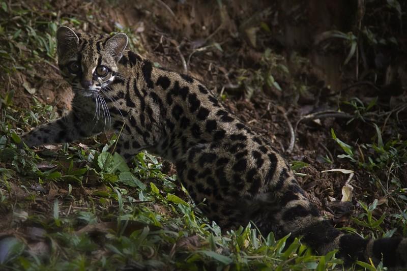Festival Wiediistock alia arte, educação ambiental e música à preservação do Gato-Maracajá