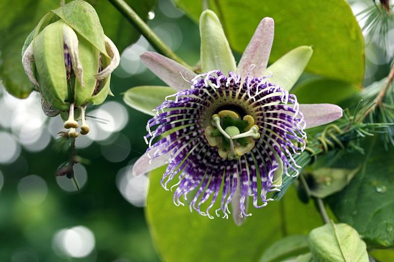 Encontro que visa promover uso seguro das plantas medicinais será nesta sexta-feira em Urussanga