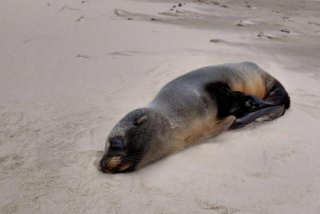 Lobos-marinhos nas praias? Saiba o motivo dos aparecimentos e o que fazer ao avistá-los