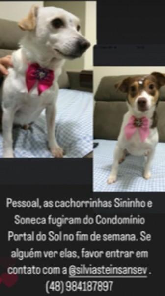 ENCONTRADAS - Procura-se Sininho E Soneca