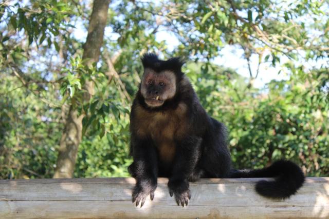 Polícia Civil identifica dupla investigada em agressão de macaco em Maracajá
