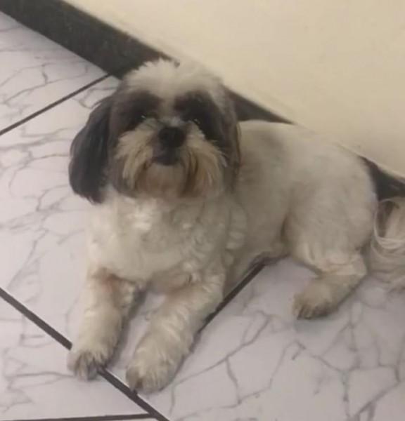 Procura-se Sofi