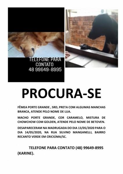 Procura-se Lua E Betovem