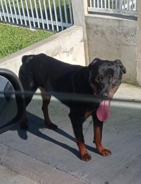 Animal encontrado no bairro Bosque Do Repouso 