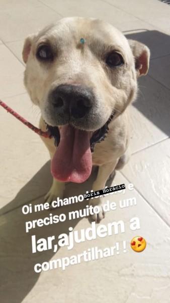 Animal para doação - Boris Horácio