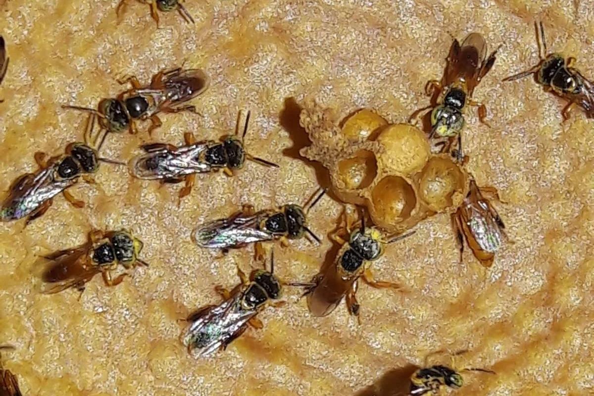 Abelhas sem ferrão vão muito além do mel e dão origem a sabonetes, cremes e outros produtos