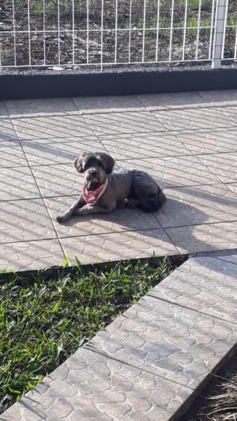 Procura-se Lilica